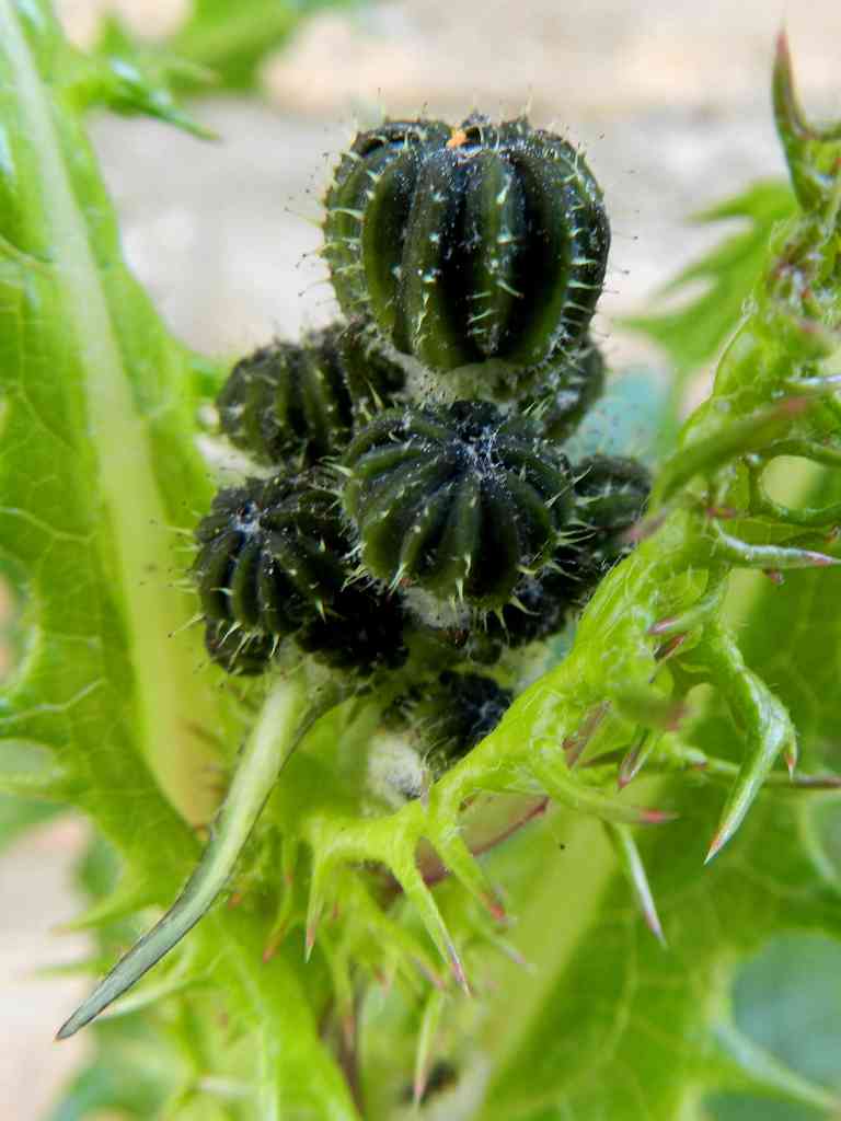 Sonchus sp. da determinare